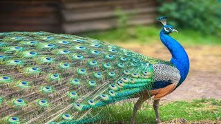 Beautifull Peafowl [upl. by Nevsa]