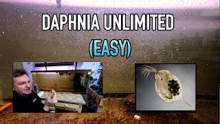 How I Raise Daphnia Water Fleas And You Can Too [upl. by Carolus]