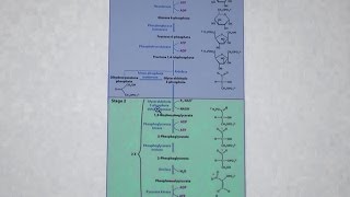 Aherns Biochemistry 22  Glycolysis II [upl. by Larissa]