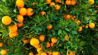 Cómo Cultivar Naranja  TvAgro por Juan Gonzalo Angel [upl. by Werdnael888]