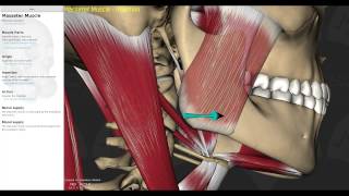 Muscles of mastication made easy [upl. by Otxilac90]