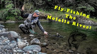 Fly Fishing Oregons Molalla River Catch amp Release LOTS of Trout [upl. by Akimert964]