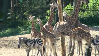 Burgers Zoo  Dierentuin Burgers Zoo [upl. by Eikciv400]