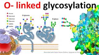 O Linked glycosylation [upl. by Stag]