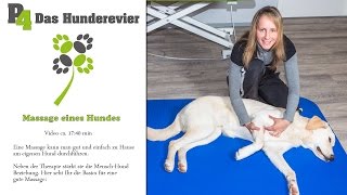 Massage eines Hundes [upl. by Uella]