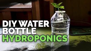 DIY Water Bottle Hydroponic System for Propagating and Herbs [upl. by Alyhc]