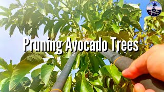 Pruning Avocado Trees High Density Espalier Gardener [upl. by Padget]