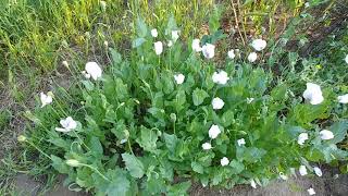 Papaver Poppies  Harvesting [upl. by Sidwel887]