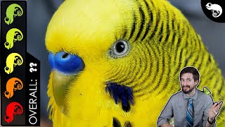 Budgie Parakeet The Best Pet Reptile [upl. by Charin]