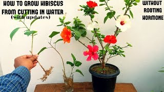 How to Grow Hibiscus From Cuttings Easiest Method [upl. by Anaitat]