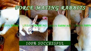 RABBIT FORCE MATING  Successful Way Of Force Breeding Rabbits Rabbits [upl. by Burrows]