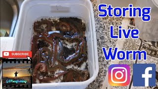 Fishing Tip  How to Store Live Worm and Make the Most out of Your Bait [upl. by Ardnosal]