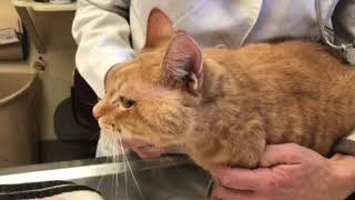 Facial abscess on a cat What to do if it happens to your cat [upl. by Judson]