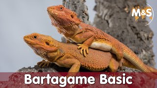 Bartagame Basic  Pogona vitticeps  Reptil TV [upl. by Niel198]