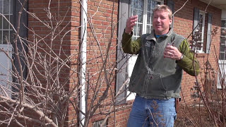 Pruning Sambucus in Early Spring [upl. by Ijnek]