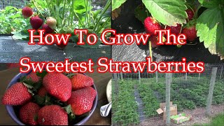 How To Grow The Sweetest Strawberries Ever [upl. by Knut560]