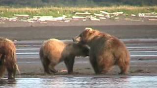 MOTHER GRIZZLY ATTACKS bear Fight Alaska Katmai [upl. by Carina]