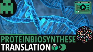 Proteinbiosynthese  Translation│Biologie Lernvideo Learning Level Up [upl. by Bunce]