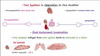 Autonomic Nervous System [upl. by Sifan]