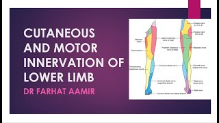 Dermatomes of Lower Limb [upl. by Derna]