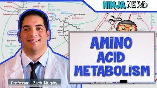 Metabolism  Amino Acid Metabolism [upl. by Rednasyl727]