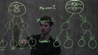 Genetics Nondisjunction amp Meiosis [upl. by Cayla]