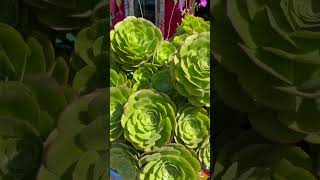 Aeonium Succulent [upl. by Yerroc]