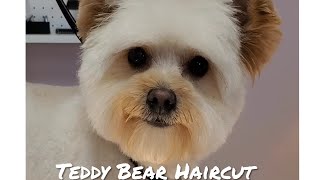 Cute Teddy Bear  PomeranianPoodle [upl. by Adnavoj779]