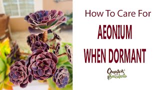 What You Should Not Do When Aeonium Is Dormant  Succulent Care Tips [upl. by Nnaeel]