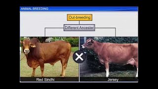 CBSE Class 12 Biology  Animal Breeding [upl. by Anahsat477]