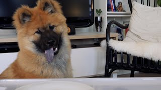 Birk the Eurasier puppy 6 months old tries new treats [upl. by Emelin]