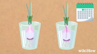 How to Plant Sprouted Onions [upl. by Lebyram]