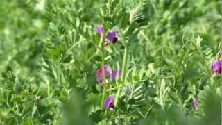 Cotswold Seeds First Hand Vetch [upl. by Spevek]