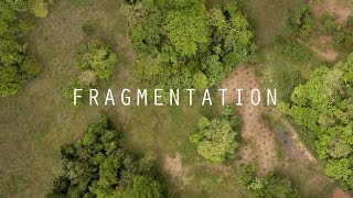 Seed Dispersal and Habitat Fragmentation  HHMI BioInteractive Video [upl. by Bolton]