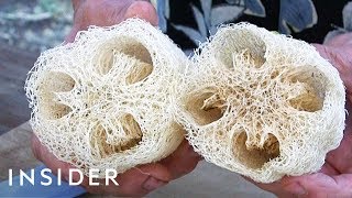 How Luffa Sponges Are Made [upl. by Riebling]