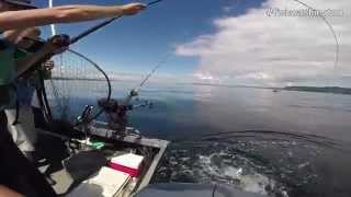 Trolling for Puget Sound Chinook Salmon [upl. by Olemrac691]