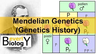 Mendelian Genetics Genetics History [upl. by O'Neil]