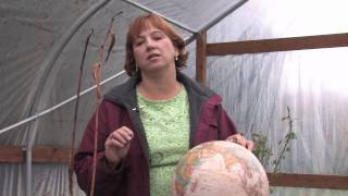 Tree amp Plant Care  How to Cut Back Hollyhocks [upl. by Reisfield]