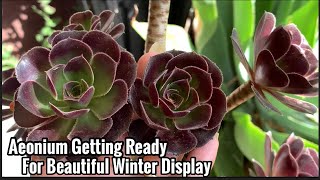 How I ready my Aeonium for winter Display [upl. by Ocsinarf]