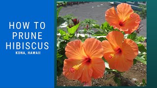 How to Prune Hibiscus  Pruning stimulates growth [upl. by Forcier]