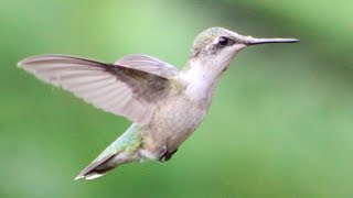 Hummingbird Wing Sounds [upl. by Nazar]