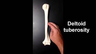 Anatomy of the Humerus [upl. by Newcomb642]