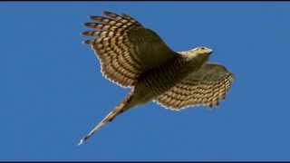 Sparrowhawk Bird Call Bird Song [upl. by Ahsikym]