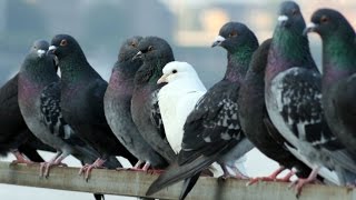 Cómo Criar Palomas  colúmbidas  TvAgro por Juan Gonzalo Angel [upl. by Bee]