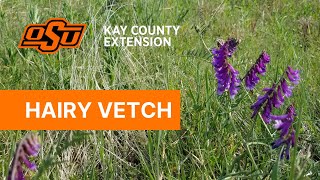 Hairy Vetch  Kay County OSU Extension Field Reports [upl. by Yzzo]