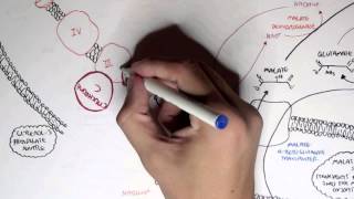 Human Metabolism Map III  Malate Aspartate Shuttle amp Glycerol 3 Phosphate [upl. by Baseler]