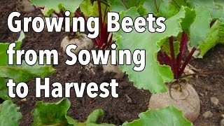 Growing Beets from Sowing to Harvest [upl. by Oliva]