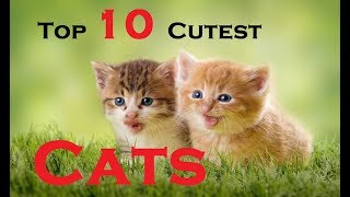 Top 10 Cutest Cat Breeds In The World  10 Most Beautiful Cats [upl. by Oatis]