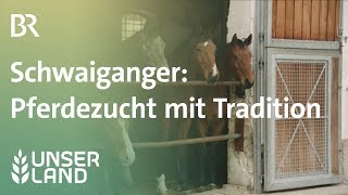 Schwaiganger Pferdezucht seit 1000 Jahren  Unser Land  BR Fernsehen [upl. by Aicilak404]