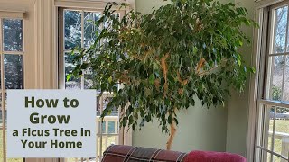 How to Care for a Ficus Tree in Your Home [upl. by Lowney415]